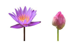 Isolated waterlily or lotus plants with clipping paths. photo