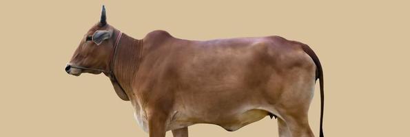 Cabeza y cuerpo de vaca macho asiático aislado, caminos de recorte. foto