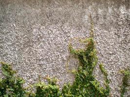 Wall and leaf photo