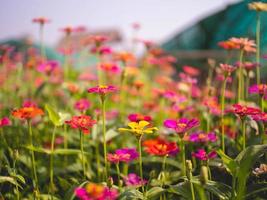 flower and blur photo