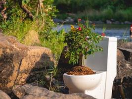 toilet and pot photo