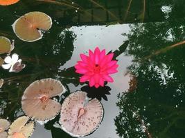 pond and lotus photo
