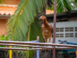 Chicken and nature photo