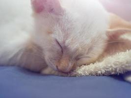 Cat is sleeping photo