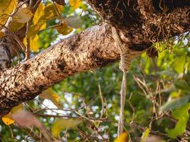 white rope and tree photo