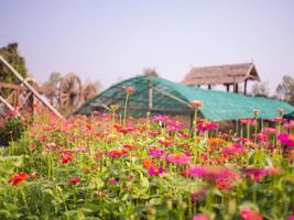 Flower and blur photo