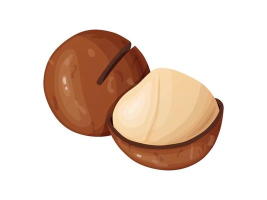 Macadamia nuts. Australian nut, healthy food. Whole and cracked nuts.