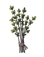 Hand drawn bunch of thyme branches isolated on white background. vector