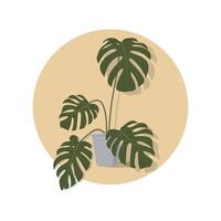 Illustration of a monstera houseplant in a flower pot. vector