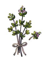 Hand drawn bunch of thyme branches isolated on white background. vector