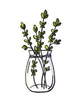 Hand drawn bunch of thyme branches in a vase isolated on white background. vector