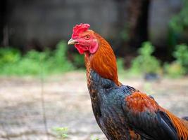 Chicken and nature photo