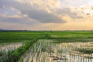 Sunset at the time of cultivating rice fields in the fieldsSunset at the time of cultivating rice fields photo