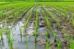 las plantas de arroz que acaban de ser plantadas en los campos de arroz foto