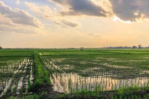 puesta de sol en el momento de cultivar campos de arroz en los campospuesta de sol en el momento de cultivar campos de arroz i foto