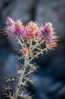 Seedhead of the Milk Thistle photo