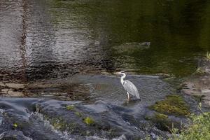 garza gris en aguas poco profundas en llangollen foto