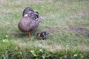 Ánade real hembra con patitos en la orilla de un canal foto