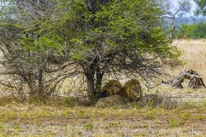 Male lions relax at safari Kruger National Park South Africa. photo
