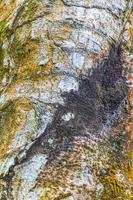 Tropical tree bark texture with green moss and lichen Brazil. photo