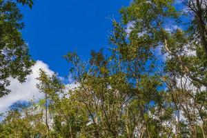 Tropical plants at natural jungle forest Playa del Carmen Mexico. photo