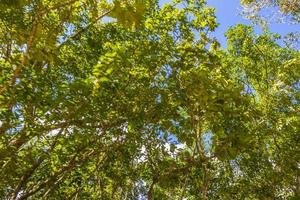 plantas tropicales en el bosque natural de la selva playa del carmen mexico. foto