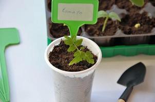 concept of planting tomato seedlings, items for planting tomatoes, cucumbers photo