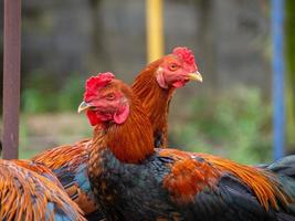 Chicken and nature photo