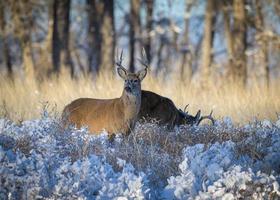fauna colorada ciervos salvajes en las altas llanuras de colorado. dólares de cola blanca en la nieve. foto