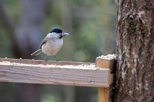 carbonero de pantano con una semilla en el pico foto