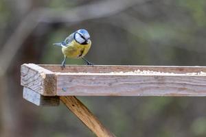 Blue Tit on a wooden table looking for food photo
