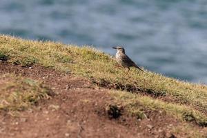 Rock Pipit walking along the cliff edge at Kynance Cove photo