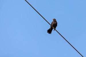 Male Blackbird perching on a telephone wire photo