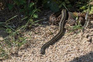 Common European Adder on the move photo