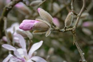 flor de magnolia rosa foto