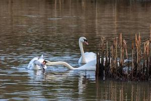 familia de cisnes en el lago en la reserva natural de warnham foto