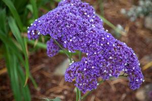 Garden Statice  growing and flowering in California photo