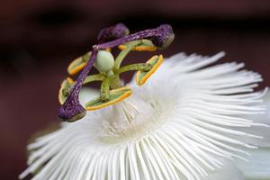 flor de la pasión blanca foto