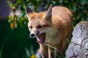 Fox Cub close up photo