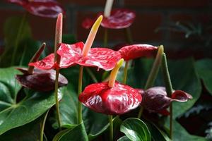 Flamingo Lily flowering in New Zealand photo