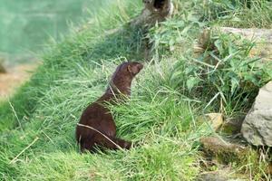 European Mink sitting in the sun waiting for something to happen photo