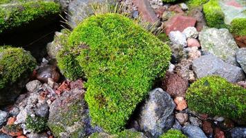 Pincushion moss Leucobryum glaucum grows at the rocks. Photo was taken in Cirebon West Java Indonesia