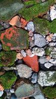 El musgo leucobryum glaucum del acerico crece en las rocas. la foto fue tomada en cirebon java occidental indonesia