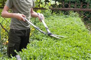 Pruning bushes in the garden with large garden shears photo