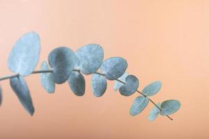 Eucalyptus leaves on a colored background. Blue green leaves on branches for abstract natural background or poster photo