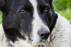 Domestic dog looks into distance. photo