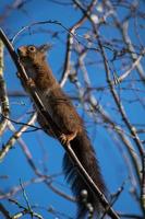 Eurasian red squirrel photo