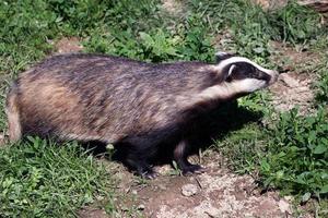 Close-up shot of an European Badger photo