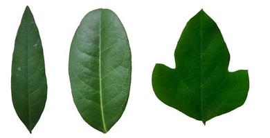 Many different types of leaves on a white background photo