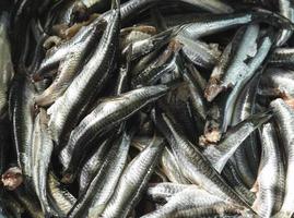 Large bowl of uncooked anchovies detailed close up photo